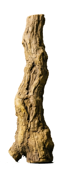 A beautifully photographed Iboga root standing vertically on a neutral background_0001